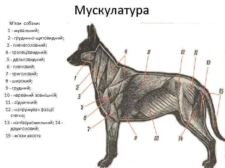 Мускулатура М'язи собаки: 1 - жувальний; 2 - грудннно-щитовидний; 3 - плечеголовний; 4 -