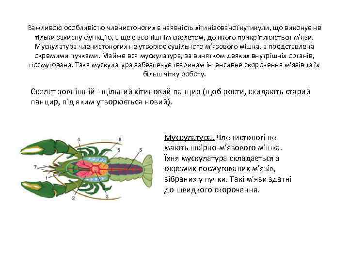 Важливою особливістю членистоногих є наявність хітинізованої кутикули, що виконує не тільки захисну функцію, а