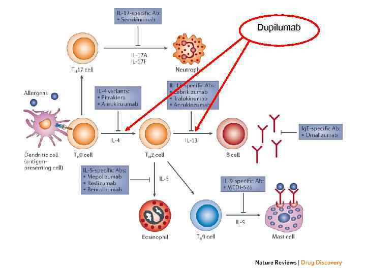 Dupilumab 