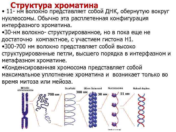 Структура хроматина • 11 - нм волокно представляет собой ДНК, обернутую вокруг нуклеосомы. Обычно