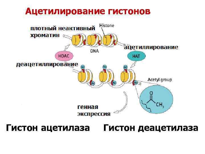 Ацетилирование гистонов Гистон ацетилаза Гистон деацетилаза 