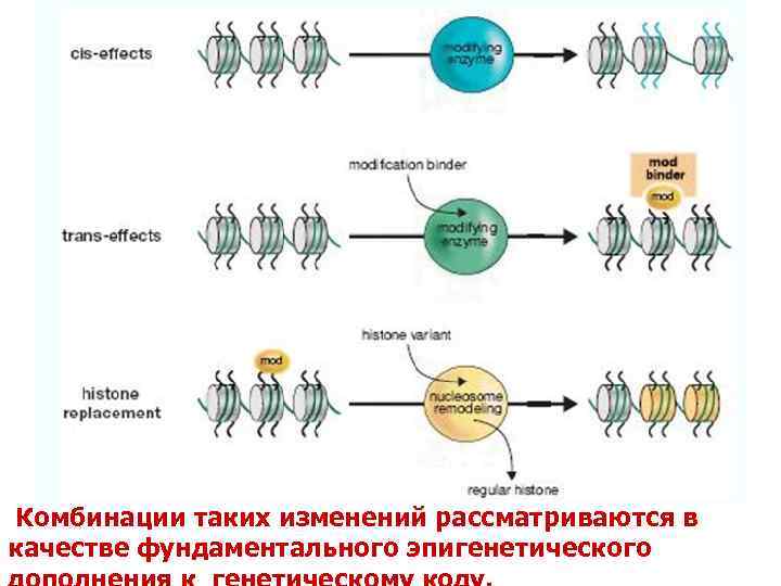  Комбинации таких изменений рассматриваются в качестве фундаментального эпигенетического 