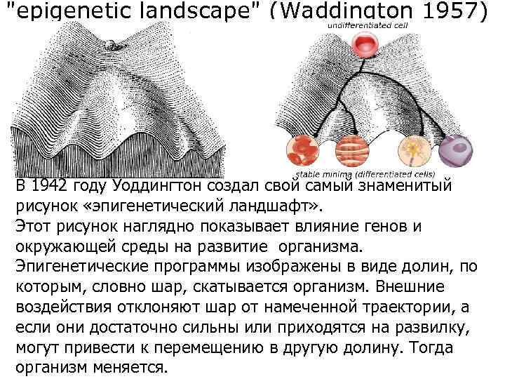 Эпигенетический ландшафт уоддингтона рисунок