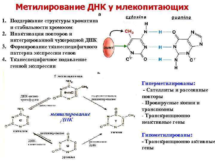 Метилирование ДНК у млекопитающих 1. Поддержание структуры хроматина и стабильности хромосом 2. Инактивация повторов