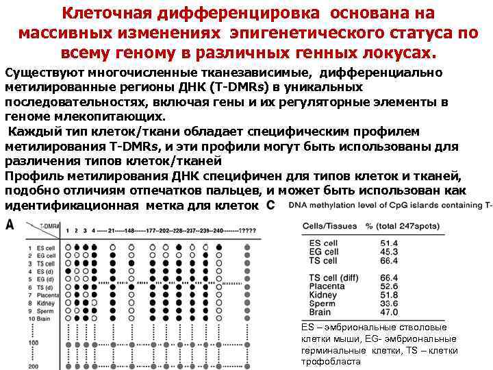 Клеточная дифференцировка основана на массивных изменениях эпигенетического статуса по всему геному в различных генных