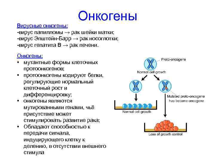 Онкогены Вирусные онкогены: -вирус папилломы → рак шейки матки; -вирус Эпштейн-Барр → рак носоглотки;