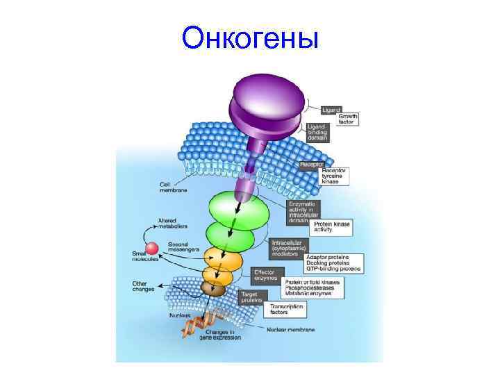 Онкогены 