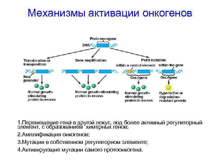 Механизмы активации онкогенов 1. Перемещение гена в другой локус, под более активный регуляторный элемент,