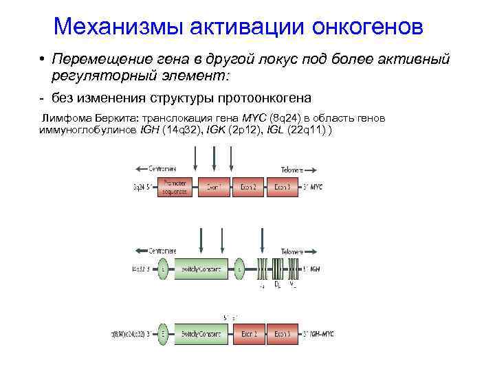 Активируйте механизм геншин. Механизмы активации онкогенов. Транслокация механизм питания схема. Транслокация Гена. Транслокация протоонкогенов.