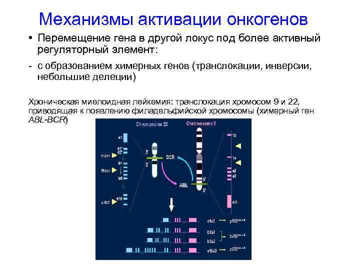 Механизмы активации онкогенов • Перемещение гена в другой локус под более активный регуляторный элемент: