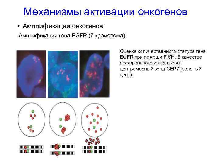 Механизмы активации онкогенов • Амплификация онкогенов: Амплификация гена EGFR (7 хромосома) Оценка количественного статуса