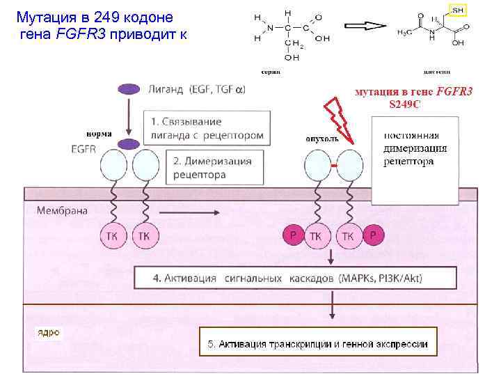 Мутация в 249 кодоне гена FGFR 3 приводит к 