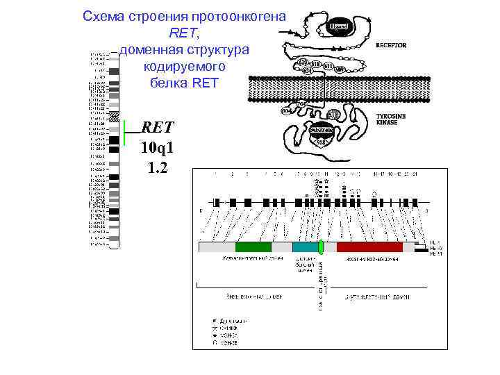 Схема строения протоонкогена RET, доменная структура кодируемого белка RET 10 q 1 1. 2