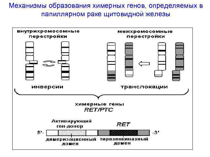 Механизмы образования химерных генов, определяемых в папиллярном раке щитовидной железы 