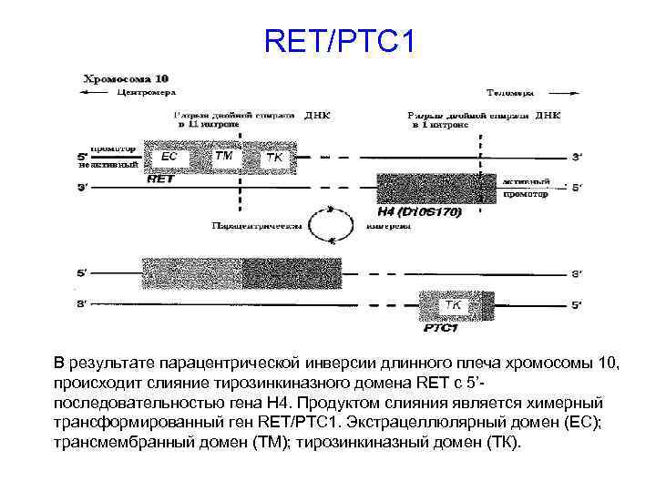 RET/PTC 1 В результате парацентрической инверсии длинного плеча хромосомы 10, происходит слияние тирозинкиназного домена