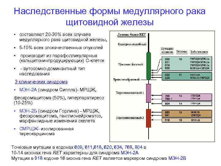 Наследственные формы медуллярного рака щитовидной железы • составляют 20 -30% всех случаев медуллярного рака