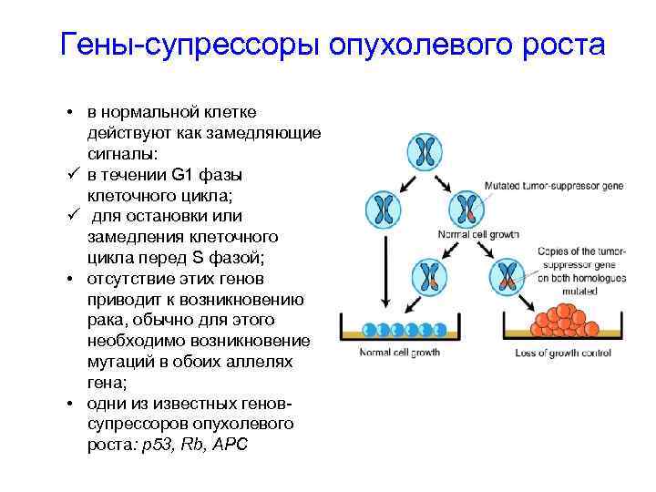 Гены-супрессоры опухолевого роста • в нормальной клетке действуют как замедляющие сигналы: ü в течении