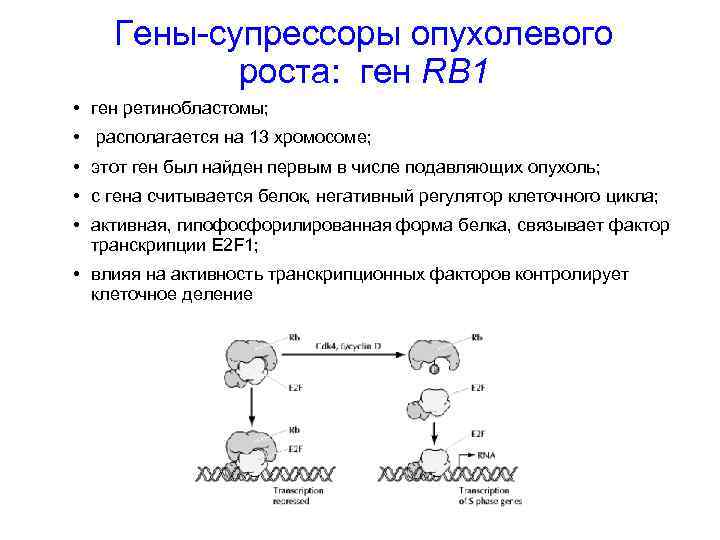 Гены-супрессоры опухолевого роста: ген RB 1 • ген ретинобластомы; • располагается на 13 хромосоме;