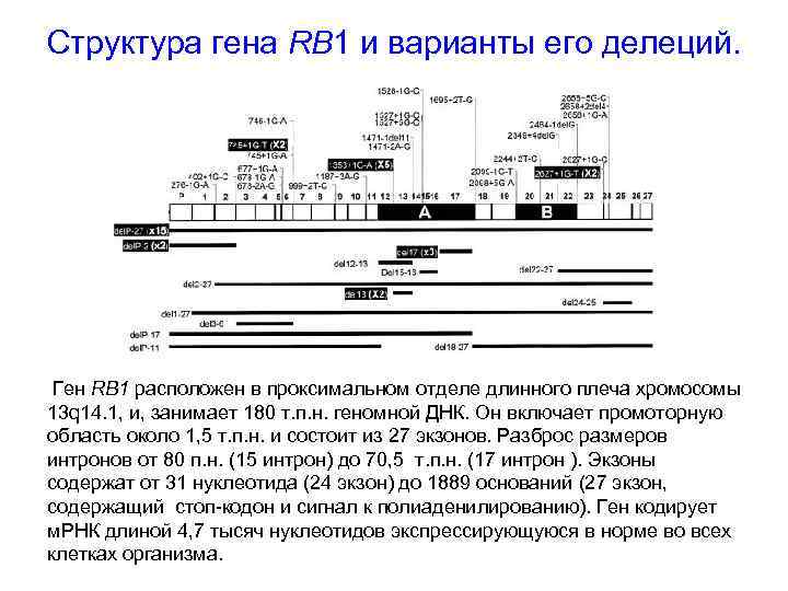 Структура гена RB 1 и варианты его делеций. Ген RB 1 расположен в проксимальном