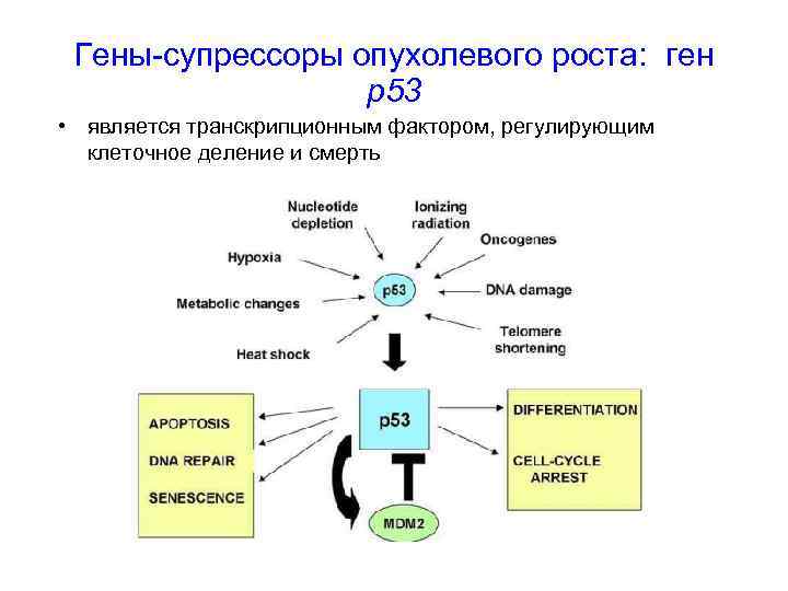 Гены-супрессоры опухолевого роста: ген р53 • является транскрипционным фактором, регулирующим клеточное деление и смерть