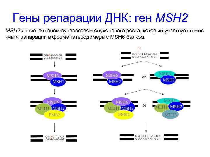 Гены репарации ДНК: ген MSH 2 является геном-супрессором опухолевого роста, который участвует в мис