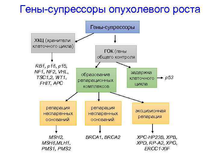 Гены-супрессоры опухолевого роста Гены-супрессоры ХКЦ (хранители клеточного цикла) RB 1, p 16, p 15,