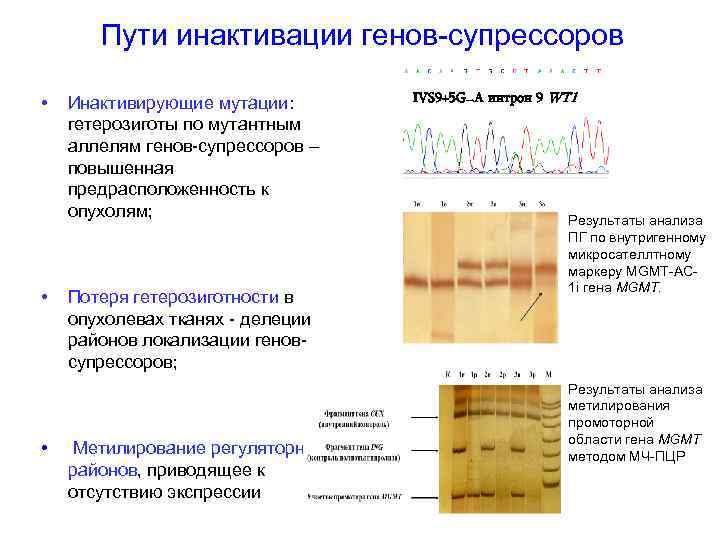 Пути инактивации генов-супрессоров • • • Инактивирующие мутации: гетерозиготы по мутантным аллелям генов-супрессоров –