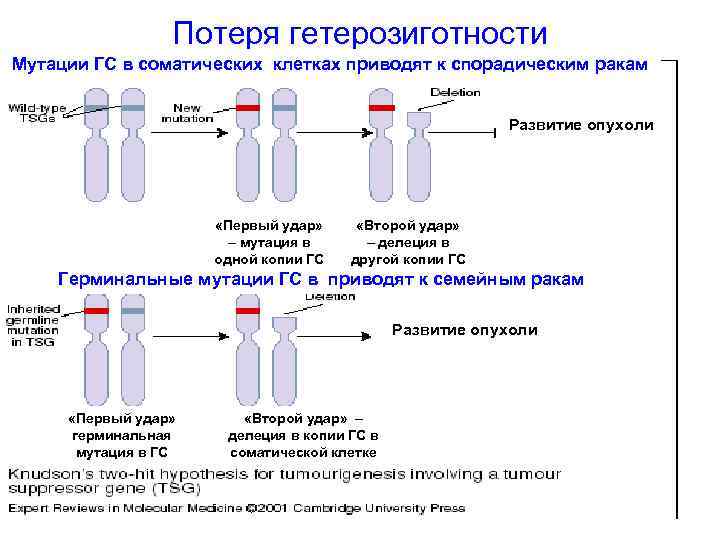 Потеря гетерозиготности Мутации ГС в соматических клетках приводят к спорадическим ракам Развитие опухоли «Первый