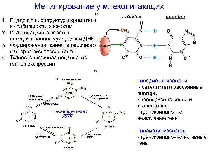 Метилирование у млекопитающих 1. Поддержание структуры хроматина и стабильности хромосом 2. Инактивация повторов и