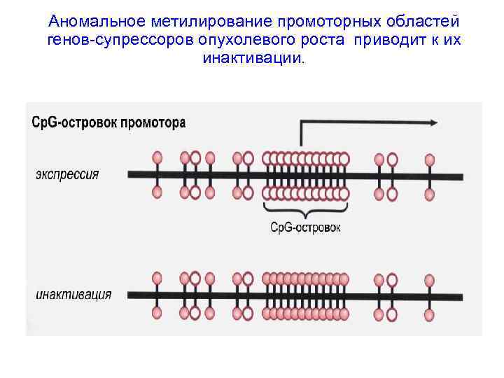 Аномальное метилирование промоторных областей генов-супрессоров опухолевого роста приводит к их инактивации. 