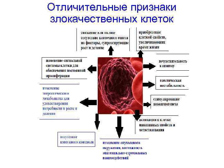 Отличительные признаки злокачественных клеток 