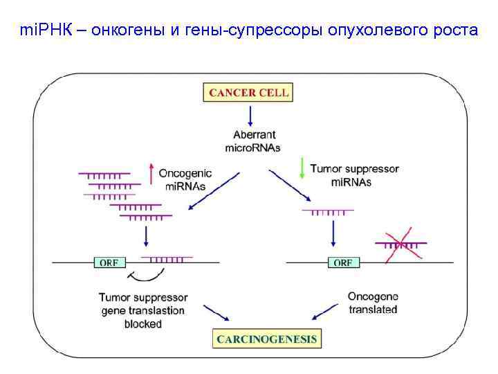 mi. РНК – онкогены и гены-супрессоры опухолевого роста 