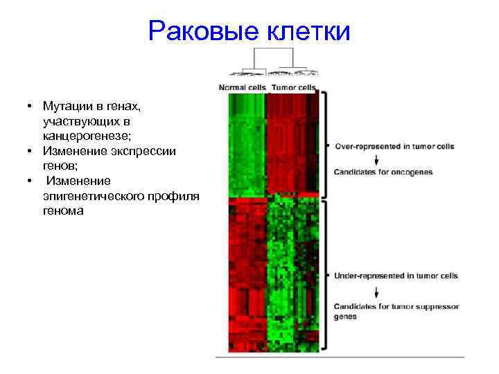 Раковые клетки • Мутации в генах, участвующих в канцерогенезе; • Изменение экспрессии генов; •