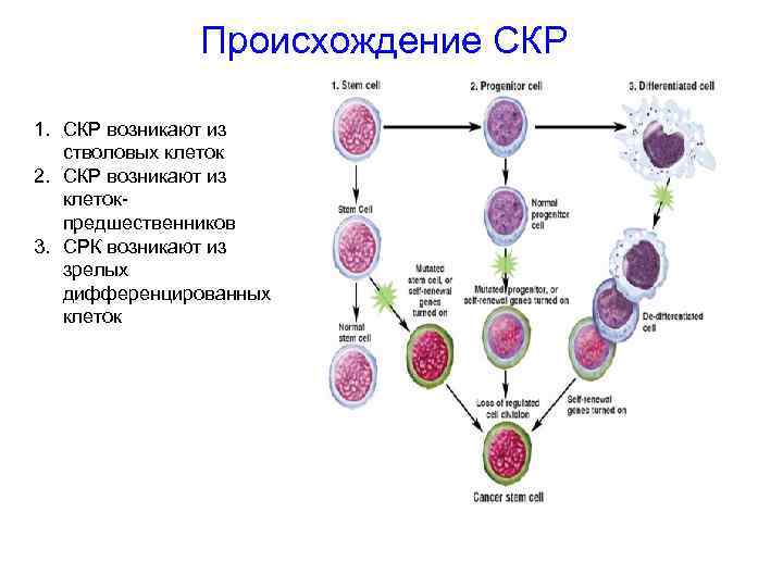 Происхождение СКР 1. СКР возникают из стволовых клеток 2. СКР возникают из клетокпредшественников 3.