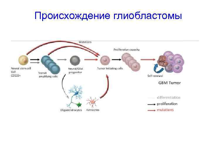 Происхождение глиобластомы 