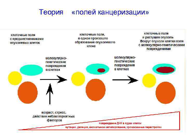 Теория «полей канцеризации» 