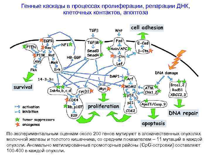 Генные каскады в процессах пролиферации, репарации ДНК, клеточных контактов, апоптоза По экспериментальным оценкам около