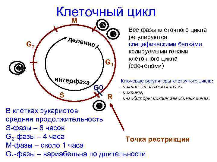 Клеточный цикл М G 1 Все фазы клеточного цикла регулируются специфическими белками, кодируемыми генами