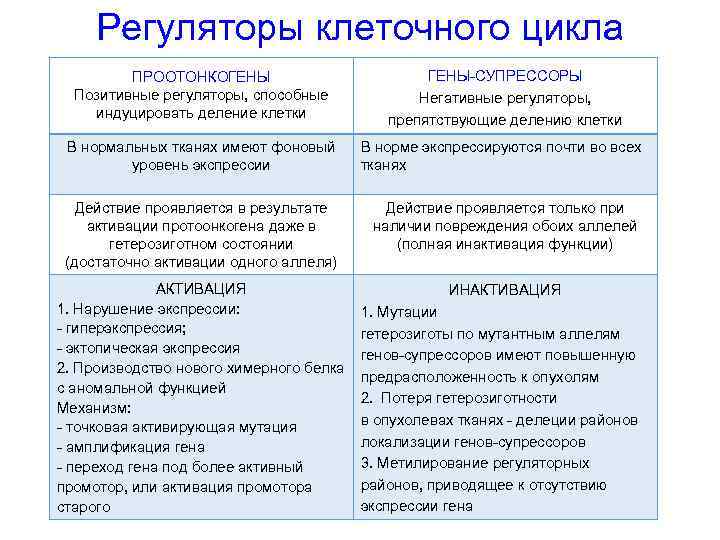 Регуляторы клеточного цикла ПРООТОНКОГЕНЫ Позитивные регуляторы, способные индуцировать деление клетки ГЕНЫ-СУПРЕССОРЫ Негативные регуляторы, препятствующие