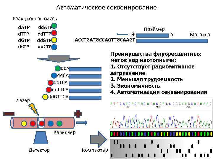 Автоматическое секвенирование Реакционная смесь d. ATP d. TTP d. GTP d. CTP Лазер dd.