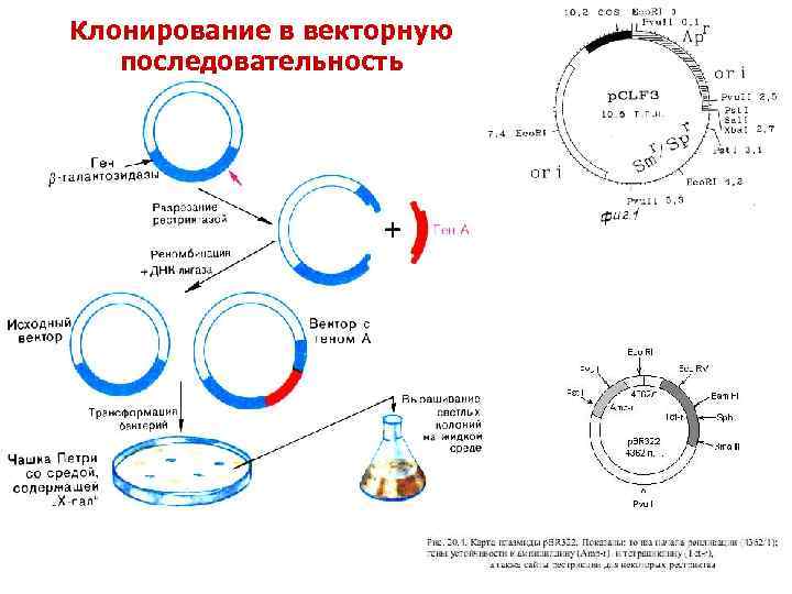 Клонирование в векторную последовательность 