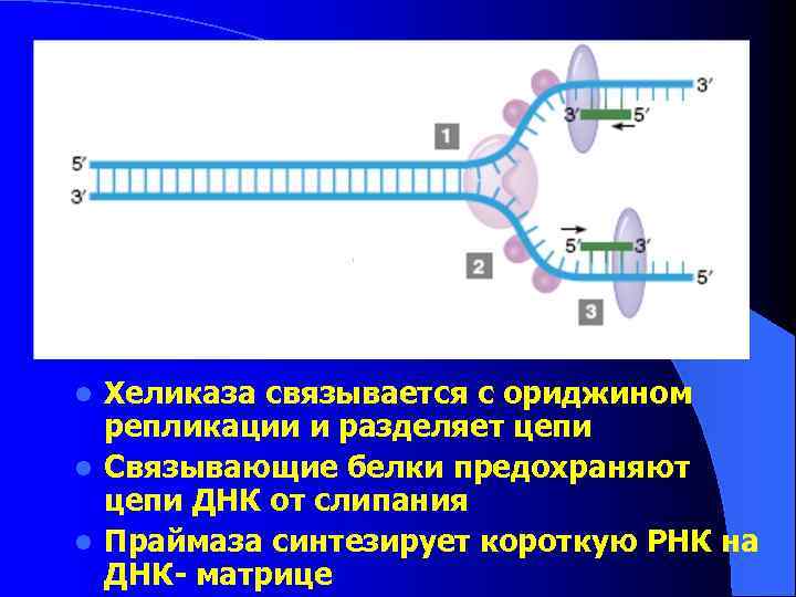 Хеликаза связывается с ориджином репликации и разделяет цепи l Связывающие белки предохраняют цепи ДНК