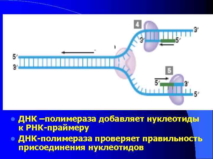ДНК –полимераза добавляет нуклеотиды к РНК-праймеру l ДНК-полимераза проверяет правильность присоединения нуклеотидов l 