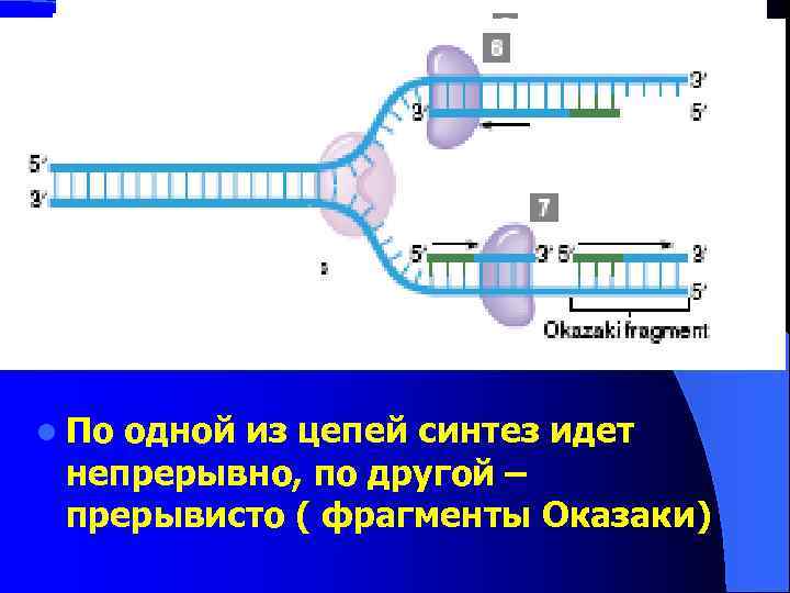 l По одной из цепей синтез идет непрерывно, по другой – прерывисто ( фрагменты