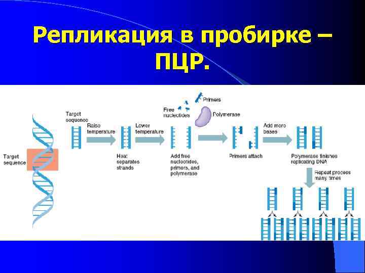 Репликация в пробирке – ПЦР. 
