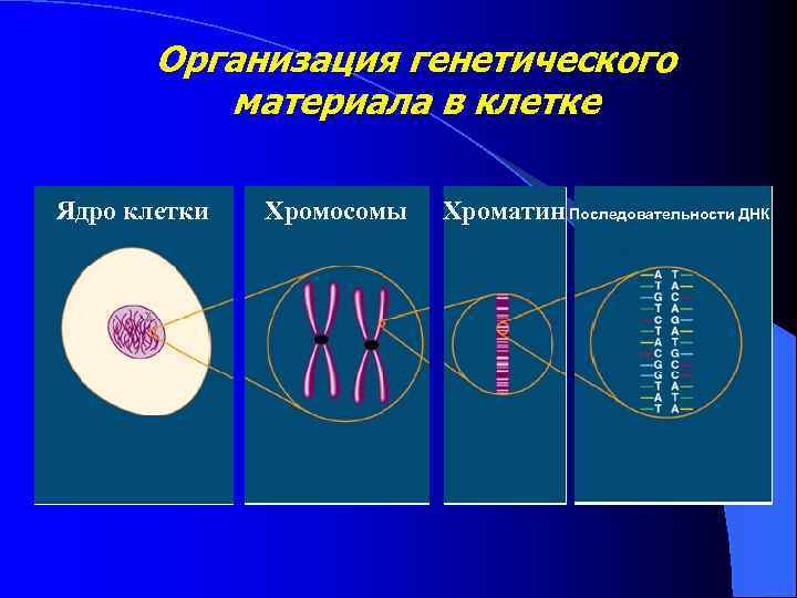 Организация генетического материала в клетке Ядро клетки Хромосомы Хроматин Последовательности ДНК 