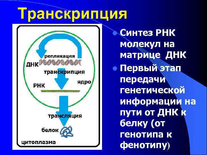 Транскрипция l Синтез РНК молекул на матрице ДНК l Первый этап передачи генетической информации