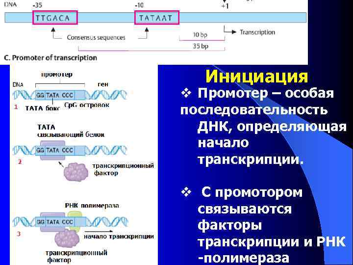 Инициация v Промотер – особая последовательность ДНК, определяющая начало транскрипции. v С промотором связываются