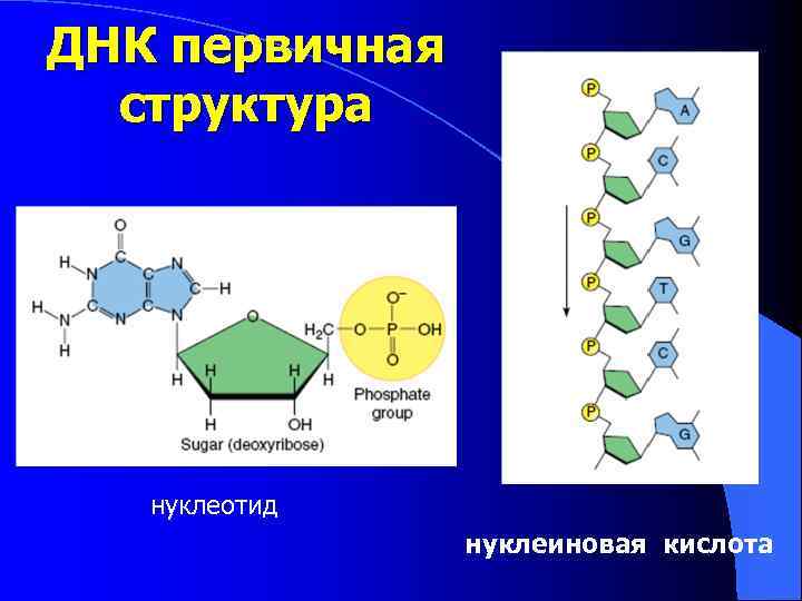 ДНК первичная структура нуклеотид нуклеиновая кислота 