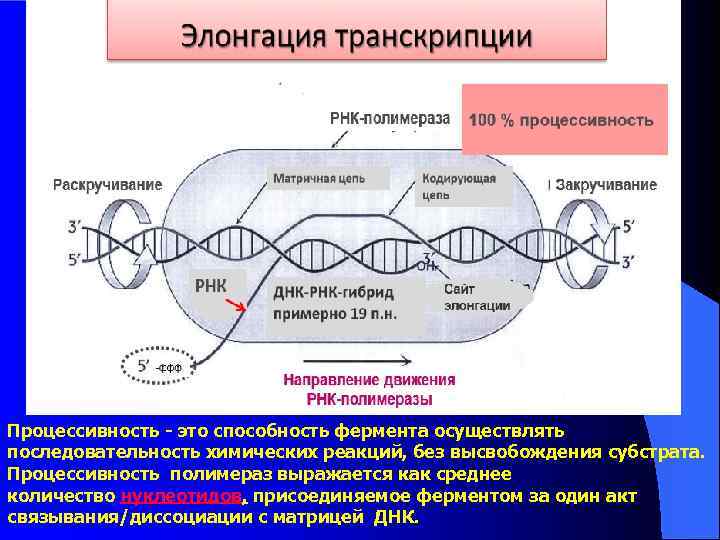 Процессивность - это способность фермента осуществлять последовательность химических реакций, без высвобождения субстрата. Процессивность полимераз